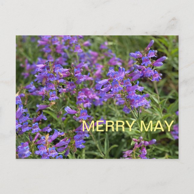 Merry May Postcard (Front)