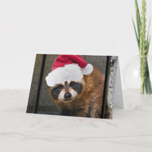 Merry Raccoon Christmas Holiday Card