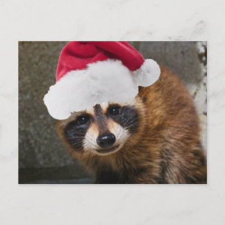Merry Raccoon Christmas Holiday Postcard