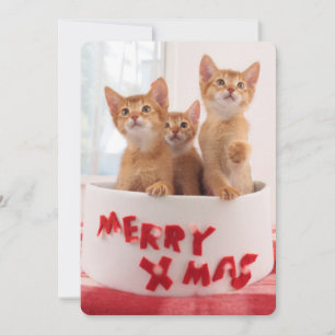 Merry Xmas Kitties Holiday Card