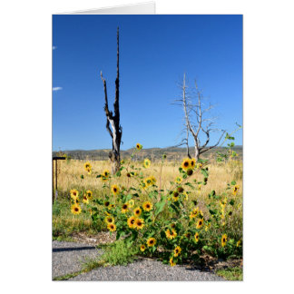Mesa Verde View Cards