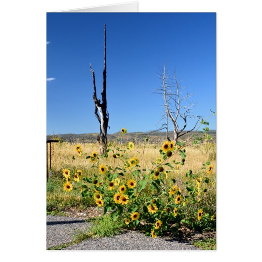 Mesa Verde View Cards (Front)