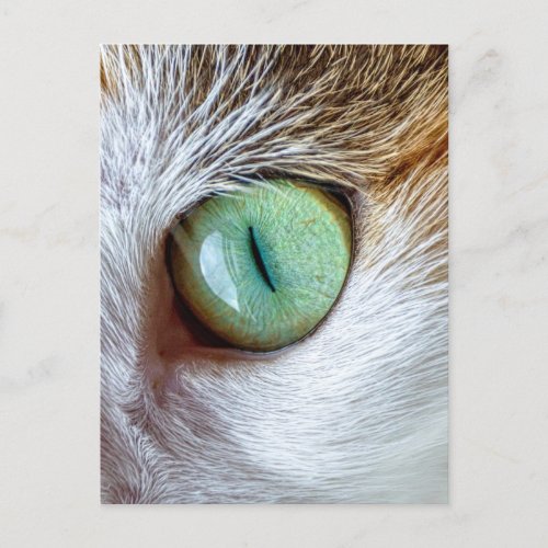 Mesmerizing Beautiful Green Cats Eye Postcard