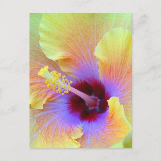 Mesmerizing Hibiscus Flower Photograph Postcard (Front)
