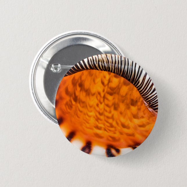 Mesmerizing seashell button (Front & Back)