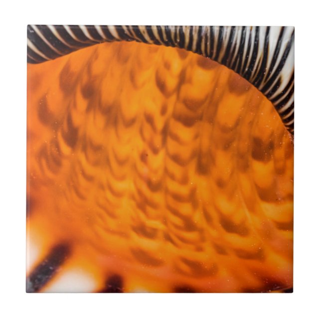 Mesmerizing seashell ceramic tile (Front)