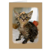 Messy Kitten Card (Front)