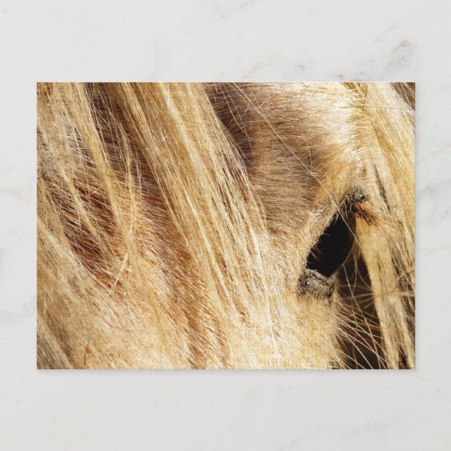 Messy Mane Day Postcard (Front)