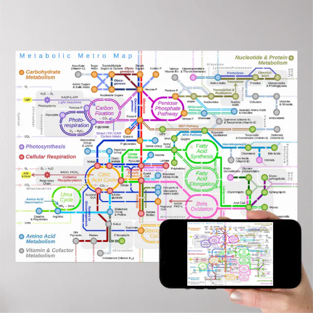 Metabolic Pathway Subway Map Poster Zazzle