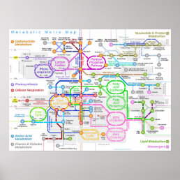 Metabolic pathway subway map poster