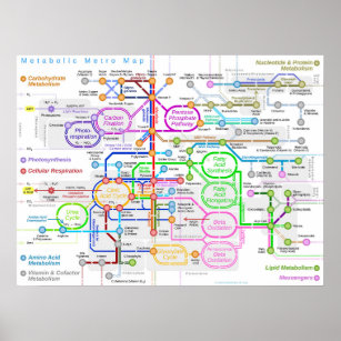Metabolic pathway subway map poster