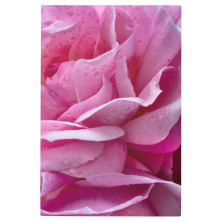 Metal Print Pink Rose Petals And Dew Drops