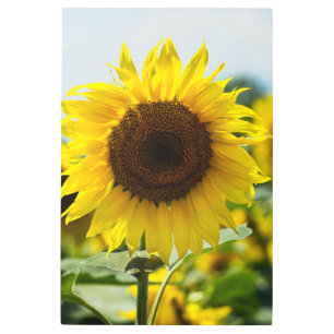 Metal Print - Sunflower Isolated