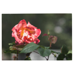 Metal Print The Withering Rose