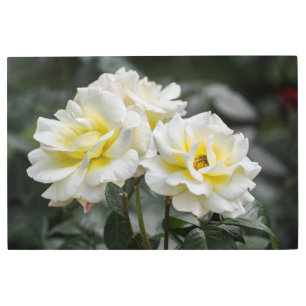 Metal Print White Roses Photography