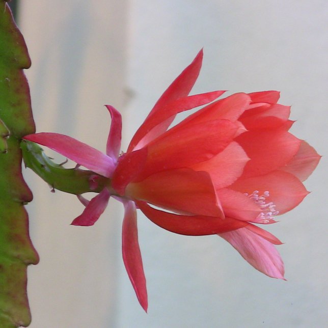 Metal Wall Art (Creator Uploaded)