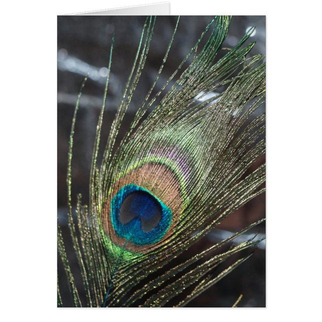 Metalic Peacock Feather Cards (Front)