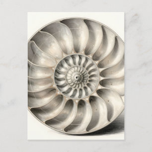 Metallic Nautilus Shell Spiral Geometric Postcard