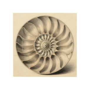 Metallic Nautilus Shell Spiral Geometric Wood Wall Art