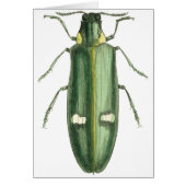 Metallic Wood-Boring Beetle (Front)