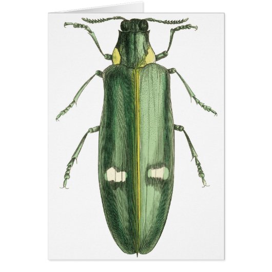 Metallic Wood-Boring Beetle (Front)