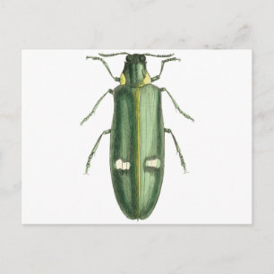 Metallic Wood-Boring Beetle Postcard
