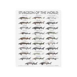 METALPRINT-8x10 -STURGEON OF THE WORLD -FIRST EVER Metal Print