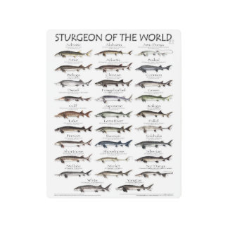 METALPRINT-8x10 -STURGEON OF THE WORLD -FIRST EVER Metal Print