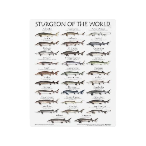 METALPRINT_8x10 _STURGEON OF THE WORLD _FIRST EVER Metal Print