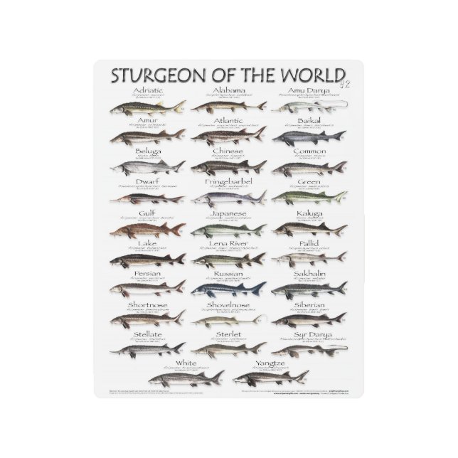 METALPRINT-8x10 -STURGEON OF THE WORLD -FIRST EVER Metal Print (Front)