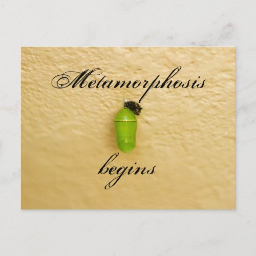 Metamorphosis Begins Monarch Butterfly Green Postcard