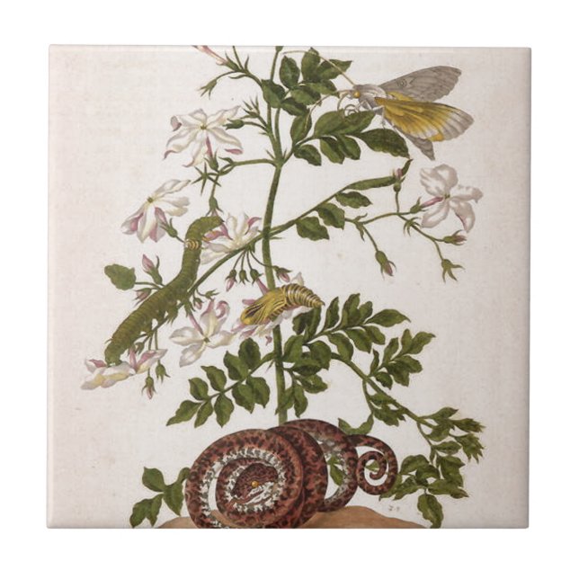 Metamorphosis insectorum Surinamensium Ceramic Tile (Front)