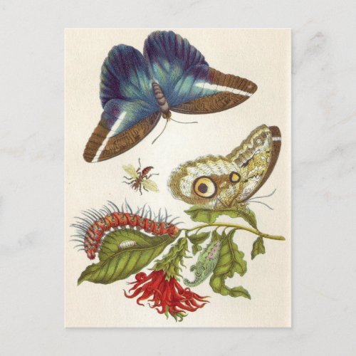 Metamorphosis insectorum Surinamensium Postcard