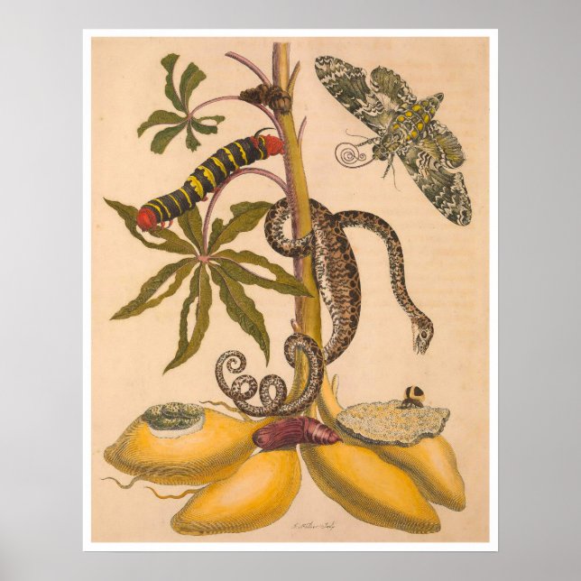 Metamorphosis Insectorum Surinamensium Print (Front)