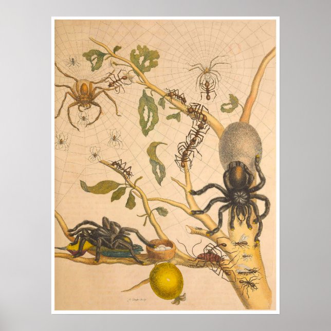 Metamorphosis Insectorum Surinamensium Print (Front)