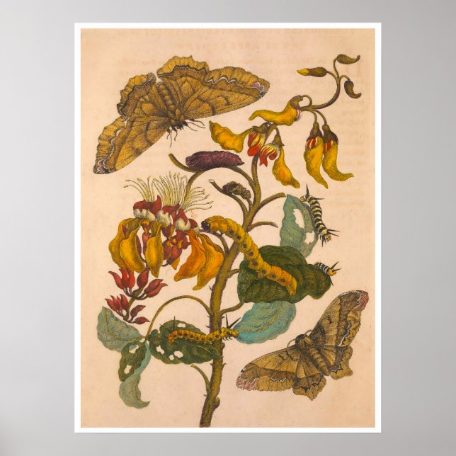 Metamorphosis Insectorum Surinamensium Print (Front)