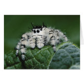 Metaphid Jumping Spider (Front Horizontal)