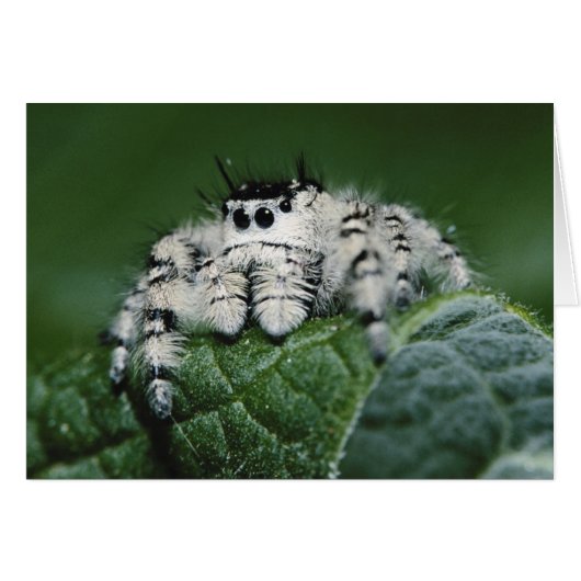 Metaphid Jumping Spider Cards (Front Horizontal)