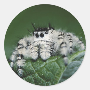 Metaphid Jumping Spider Classic Round Sticker