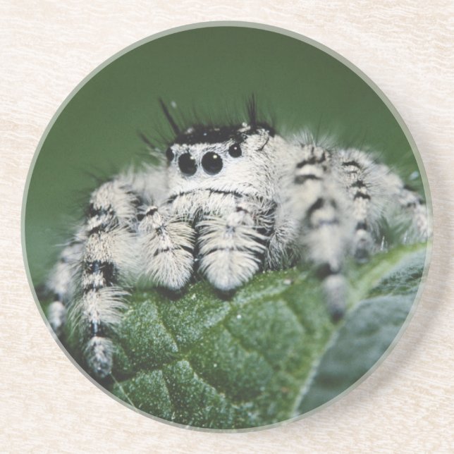 Metaphid Jumping Spider Drink Coaster (Front)