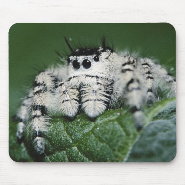 Metaphid Jumping Spider Mouse Pad (Front)