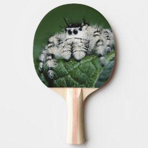 Metaphid Jumping Spider Ping-Pong Paddle