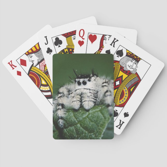 Metaphid Jumping Spider Poker Cards (Back)