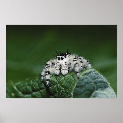 Metaphid Jumping Spider Poster
