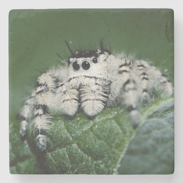 Metaphid Jumping Spider Stone Coaster (Front)