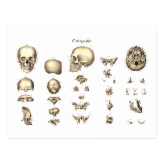 Methodical anatomy of the skull post cards