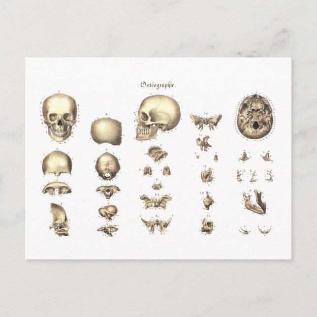 Methodical Anatomy of the Skull Postcard (Front)