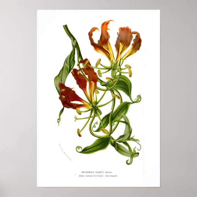 Methonica plantii (Gloriosa superba) Poster (Front)