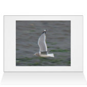 Mew Gull Card (Inside Horizontal (Top))
