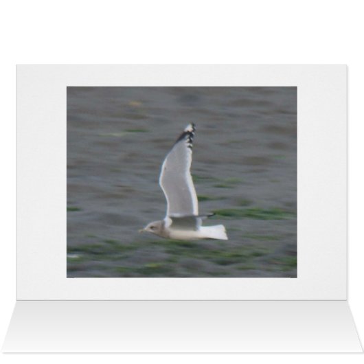 Mew Gull Card (Inside Horizontal (Top))